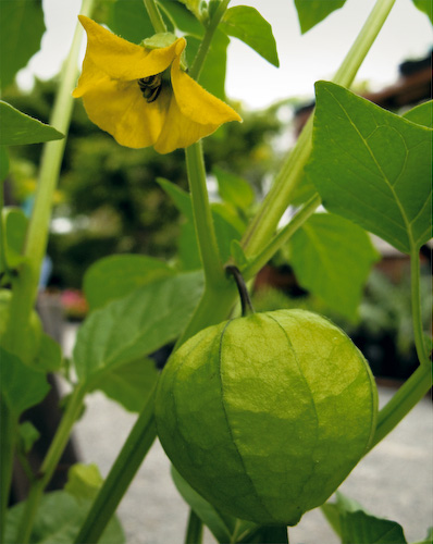 Tomatillo fruit and flower