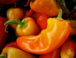 Orange jalapeno peppers